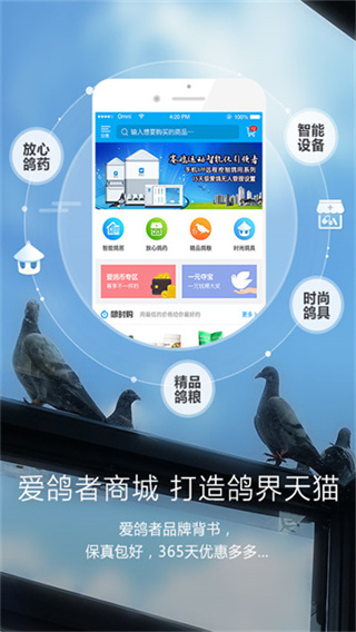 爱鸽者截图1