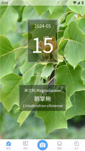 植物智截图4