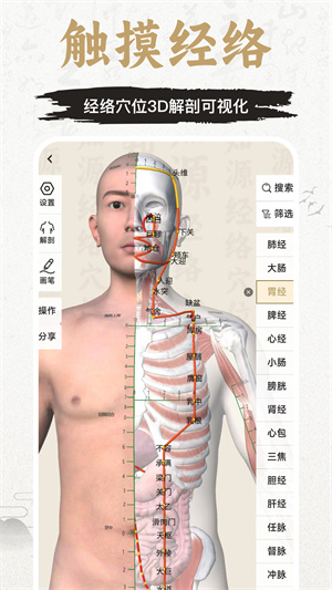 知源经络穴位最新版截图4