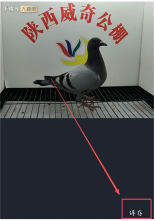青鸽网