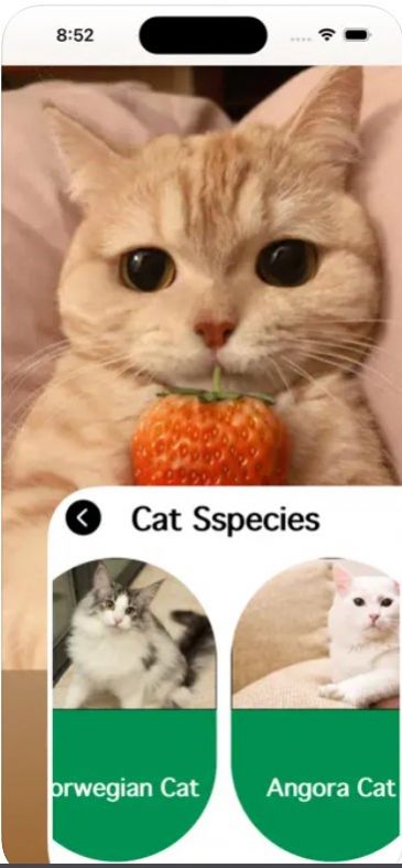 爱猫物语宠物店app中文版