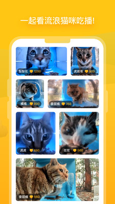 哈啰街猫手机版截图2